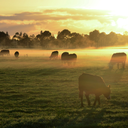 Cattle at sunrise